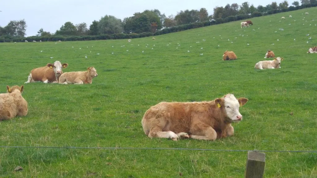 a herd of cows laying in a field of grass at Hillhaven Bed &Breakfast in Fortrose