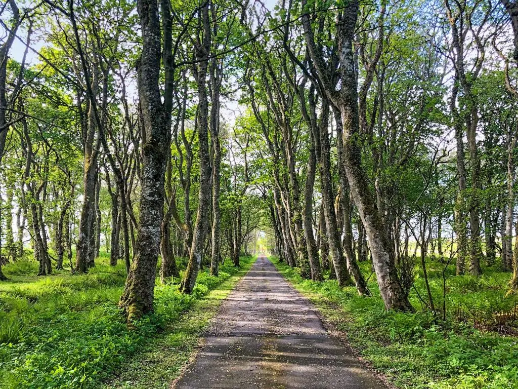 a dirt road with trees on both sides at The Gate Lodge in Latheron