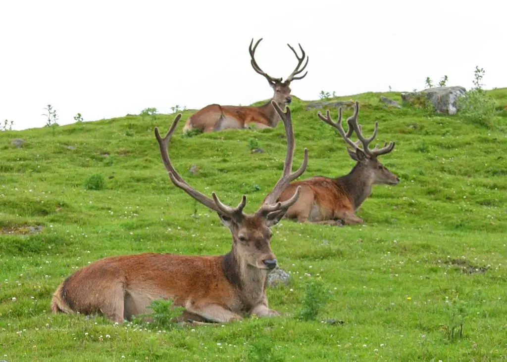 a group of deer laying on a grassy hill at Tigh na Lochan in Aviemore