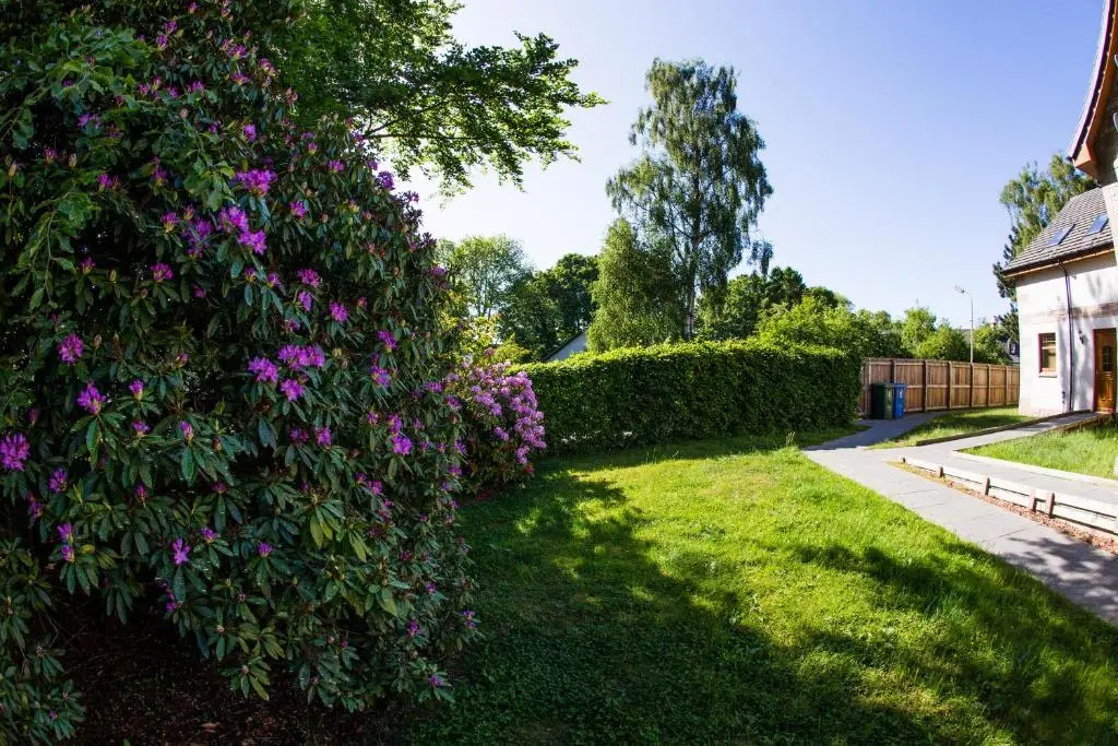 a bush with purple flowers next to a house at Mulberry in Nairn