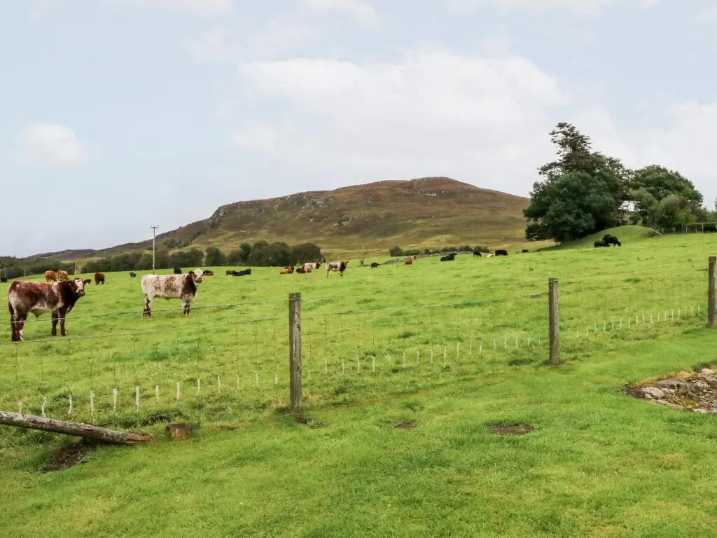 a herd of cows in a field with a fence at Creag-na-Sanais in Laggan