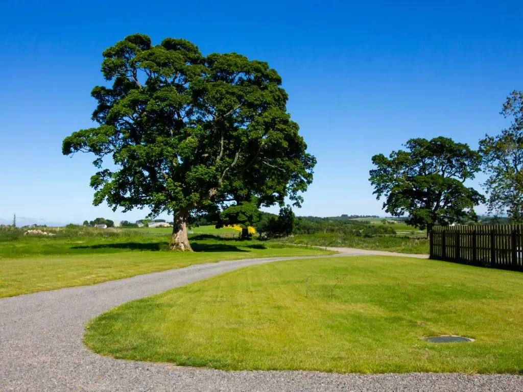 a tree in the middle of a field with a road at Nef-Stedi in Kirktown of Bourtie