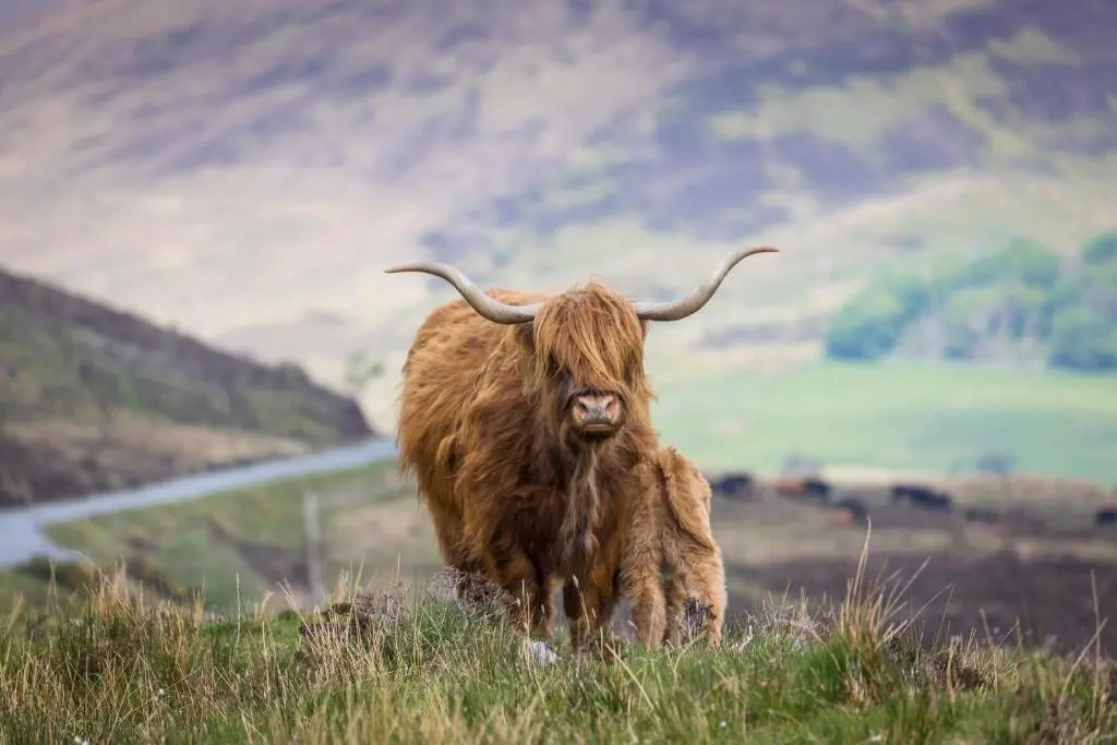 a large brown animal standing on a grassy hill at Buttermere Cottage in Banff