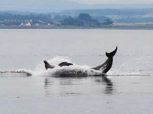a pair of dolphins playing in the water at Pine Lodge in Resolis