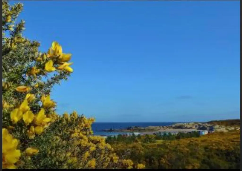 a tree with yellow flowers and the ocean in the background at BalMara in Hopeman