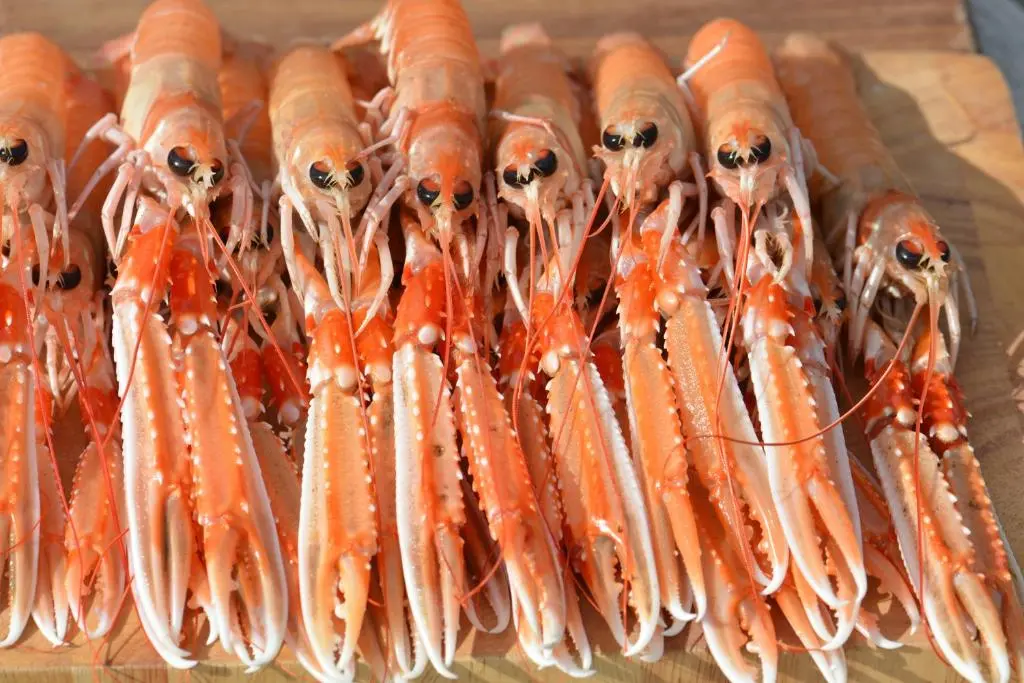 a bunch of lobsters lined up on a cutting board at Home Farm Bed and Breakfast in Muir of Ord