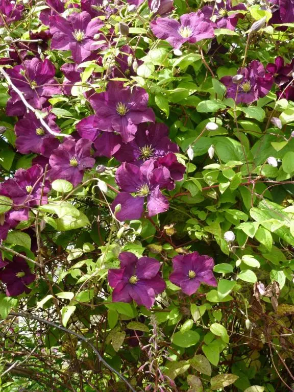 a group of purple flowers with green leaves at Home Farm Bed and Breakfast in Muir of Ord