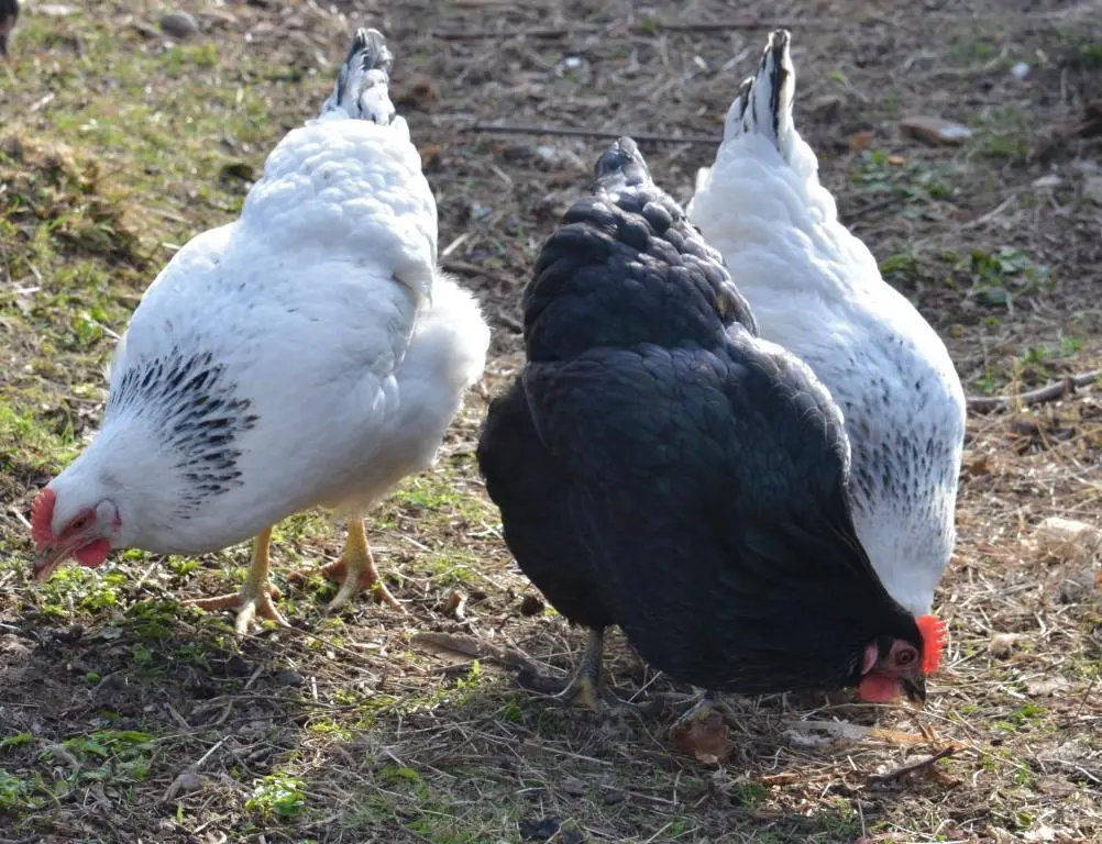 a group of chickens standing in the grass at Home Farm Bed and Breakfast in Muir of Ord