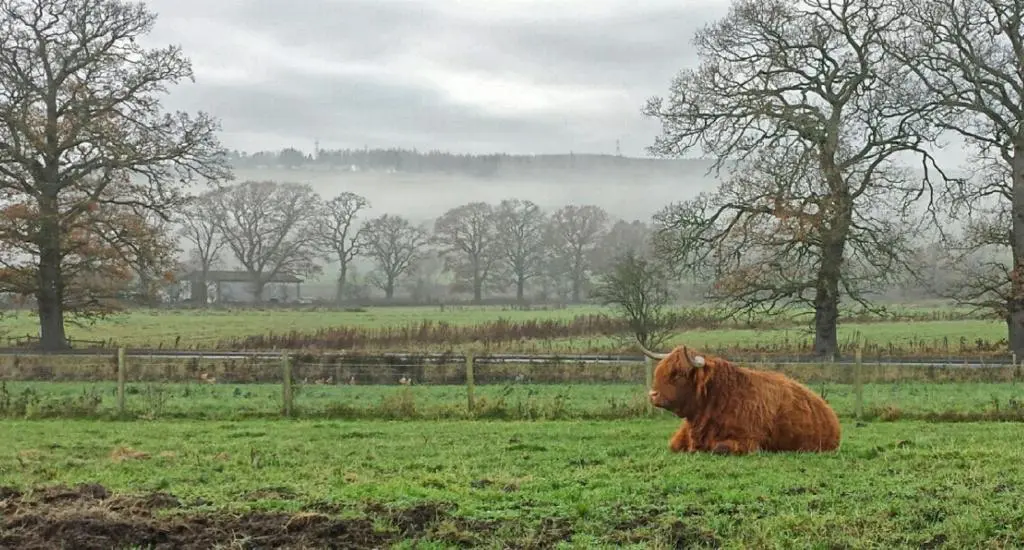 a brown cow laying in a field of grass at Hillview Park in Beauly