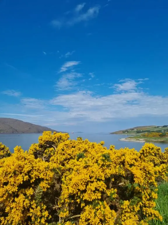 a field of yellow flowers in front of a body of water at Island View Guest House in Ullapool