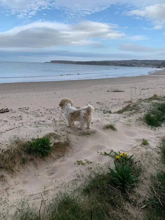 a dog standing in the sand on a beach at The Royal Oak Hotel in Cullen