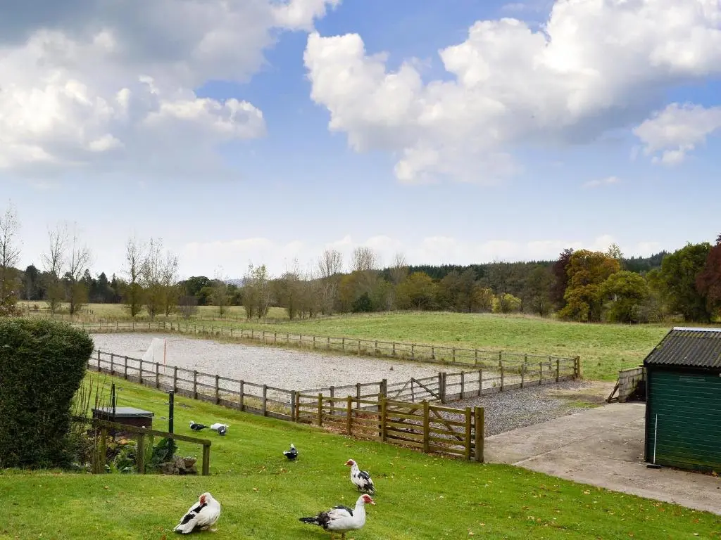 a group of ducks standing in the grass near a pond at Inverchroskie Cottage in Enochdhu