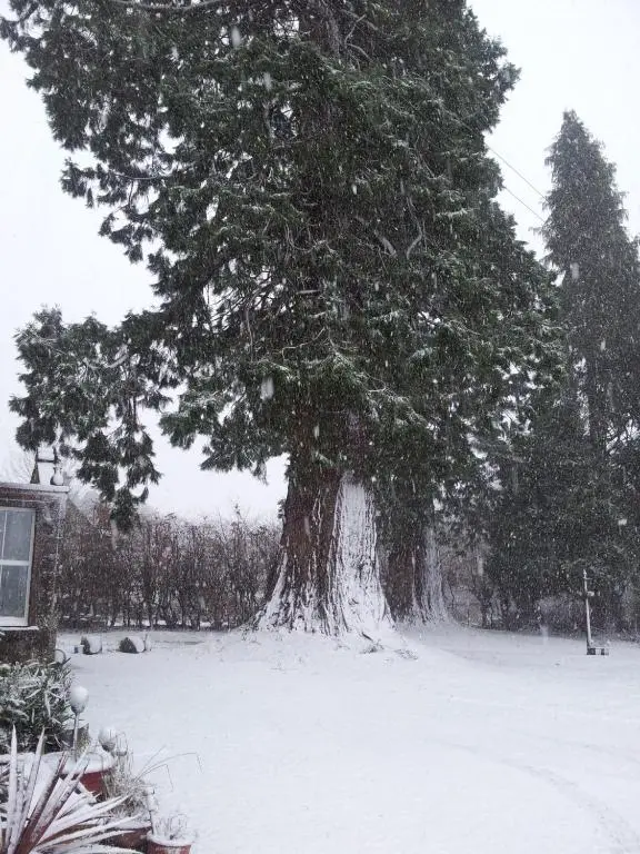 a large tree in a yard with snow on it at Kilmichael House in Drumnadrochit