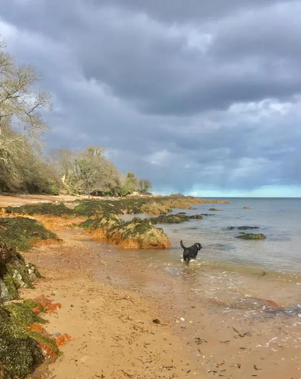 a dog walking in the water on a beach at Tigh Na Mara Guest House Rosemarkie- breakfast optional in Rosemarkie