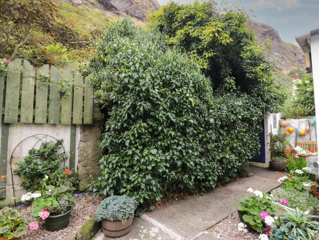 a garden with plants and flowers in a fence at St Magnus Haven in Pennan