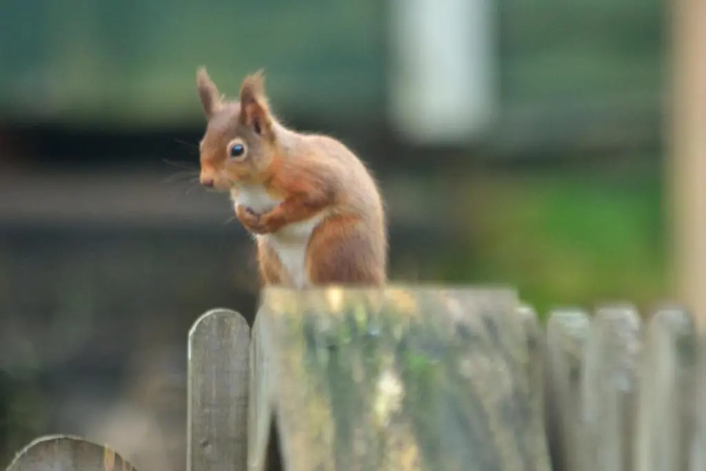 a squirrel sitting on top of a wooden fence at The Bridge Suite in Invermoriston