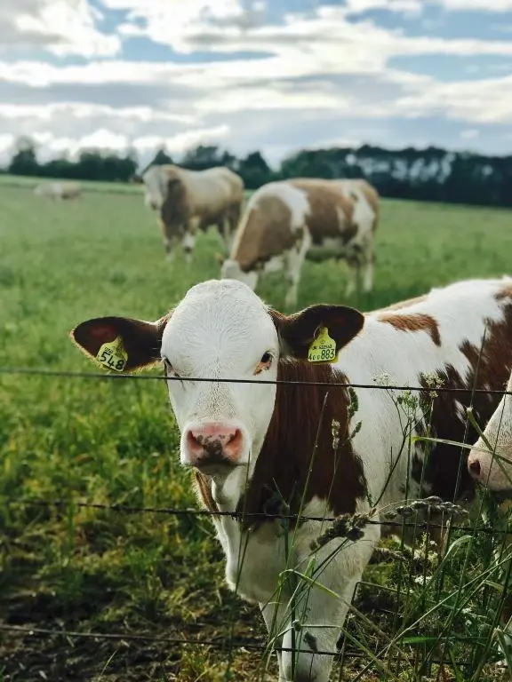 a herd of cows standing in a field behind a fence at Dandaleith Cottage No.2 in Craigellachie