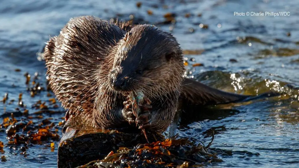a beaver in the water holding a fish in its mouth at Whisky Cottage in Inverness