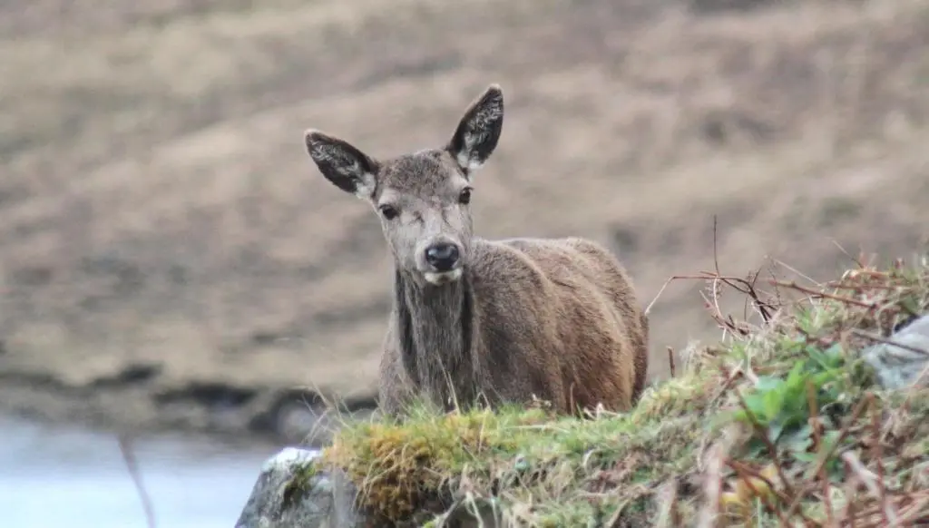 a deer standing on the side of a hill at Craik Na Dav B&B in Invermoriston