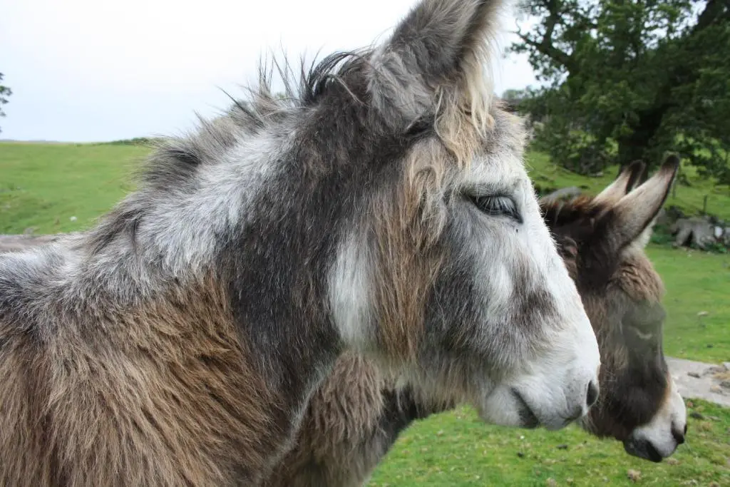 a brown and white horse standing in a field at Ardgarry Farm in Invergarry