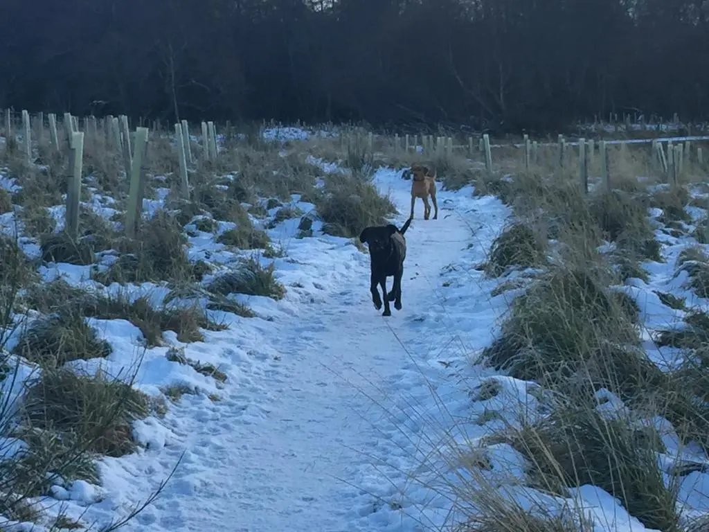 two dogs are walking down a snow covered path at Aviemore Highlands No82 in Aviemore