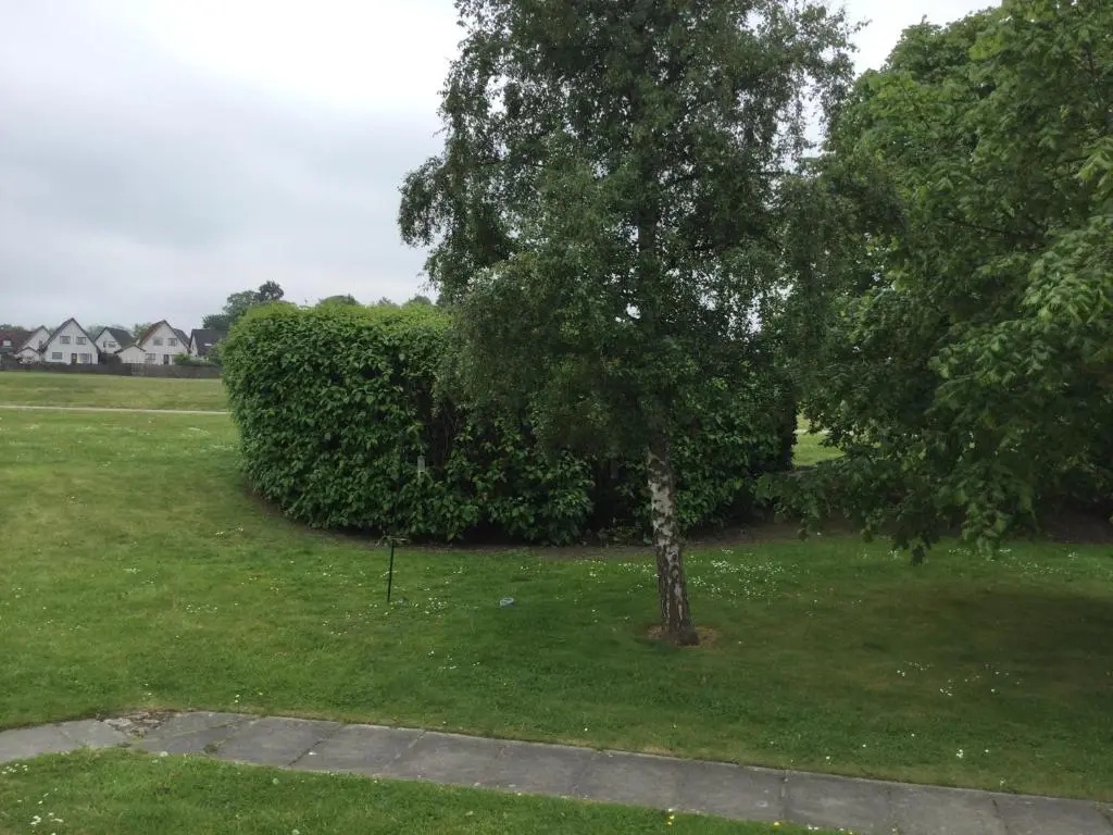 a tree in the middle of a green yard at Two Bedroom Glen View Free Parking in Inverness