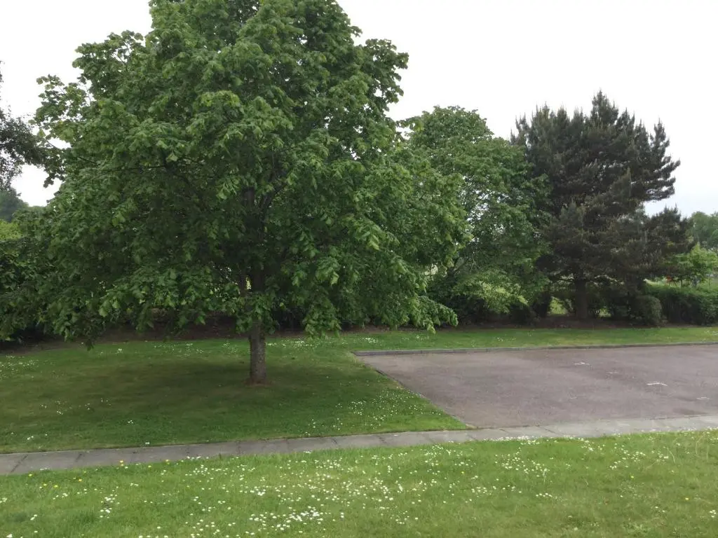 a tree in the middle of a parking lot at Two Bedroom Glen View Free Parking in Inverness