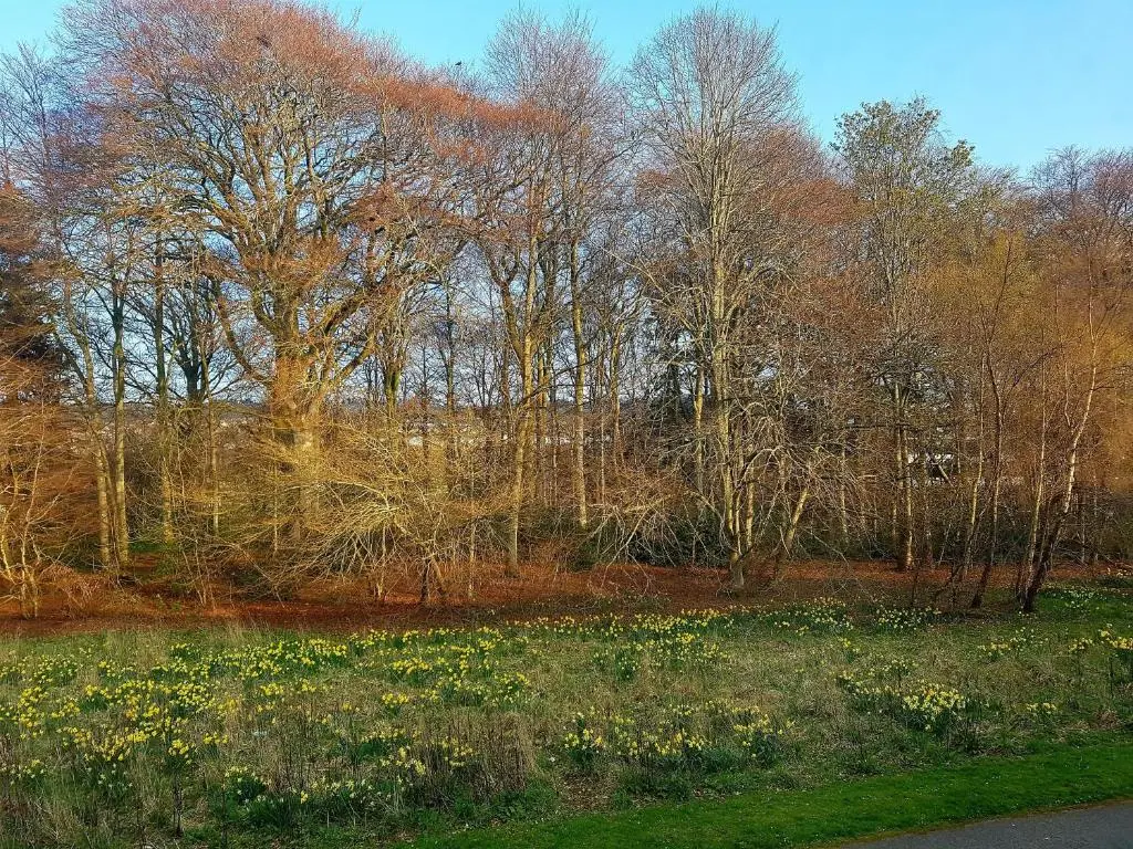 a field with flowers and trees in the background at Culduthel Vista Apartment in Inverness