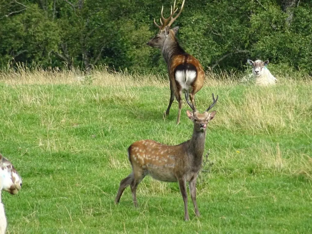 a group of deer standing in a field at The Loft at Log Ness in Foyers