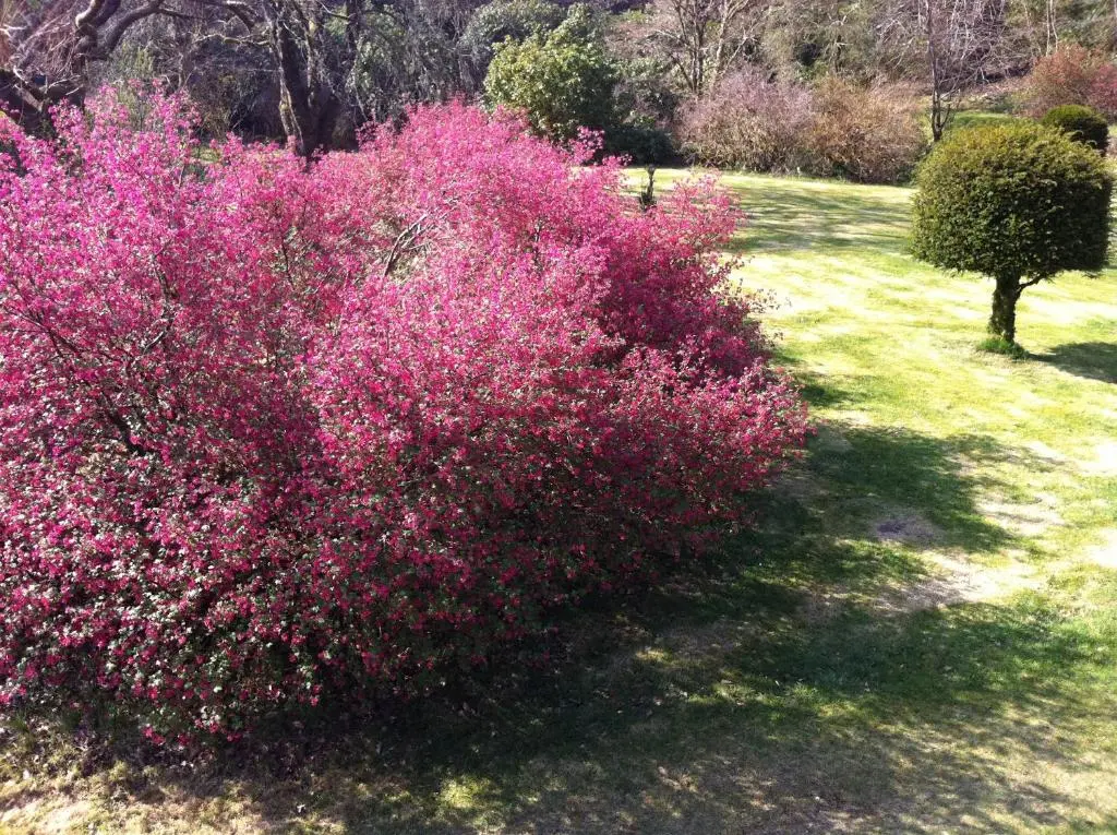a bush with pink flowers in a yard at Glengarry Castle Hotel in Invergarry