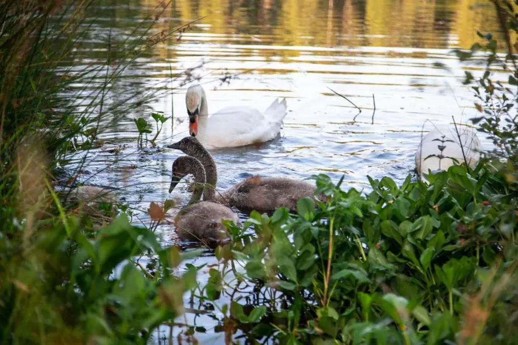 a group of ducks swimming in the water at Balnagown Estates in Kildary