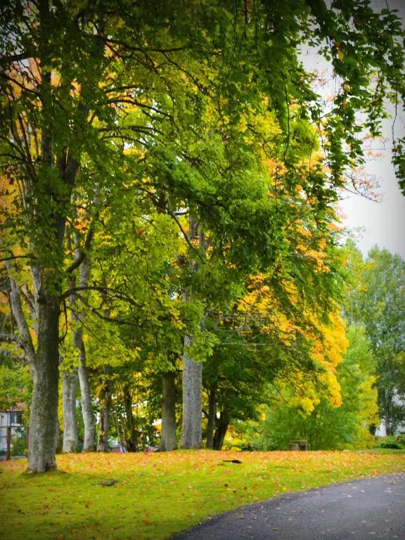 a group of trees with leaves on the grass at The Speyside Hotel and Restaurant in Grantown on Spey