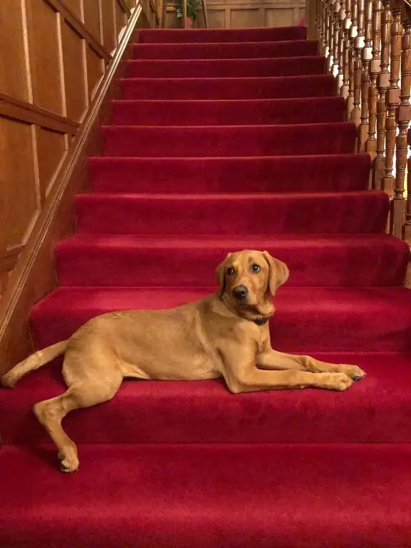 a brown dog laying on a red rug on the stairs at Tigh na Sgiath Country House Hotel in Grantown on Spey