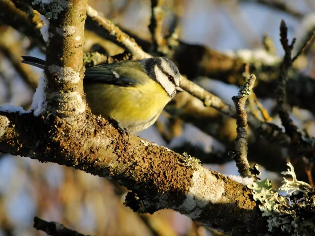 a yellow bird sitting on a tree branch at Park Guest House in Inverness