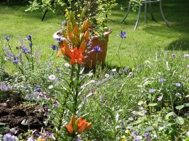 a garden with a bunch of flowers in the grass at Kettle House B&B in Fort Augustus
