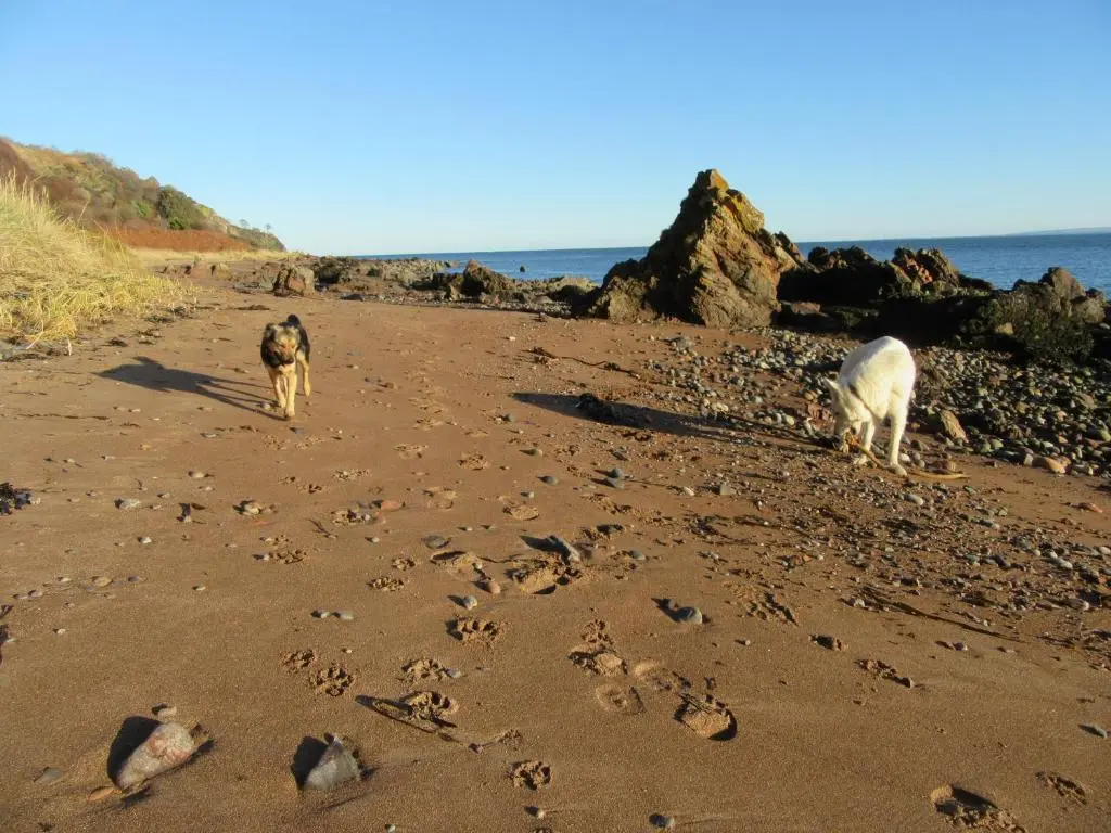 two dogs walking on a beach with footprints in the sand at Osprey, Longhouse Cottages in Rosemarkie