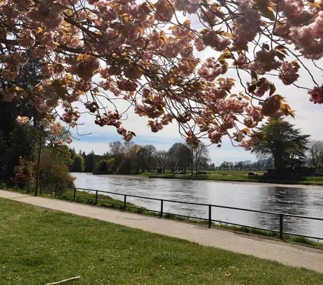 a tree with pink flowers in front of a river at Wellingtonia Court Apartment in Inverness