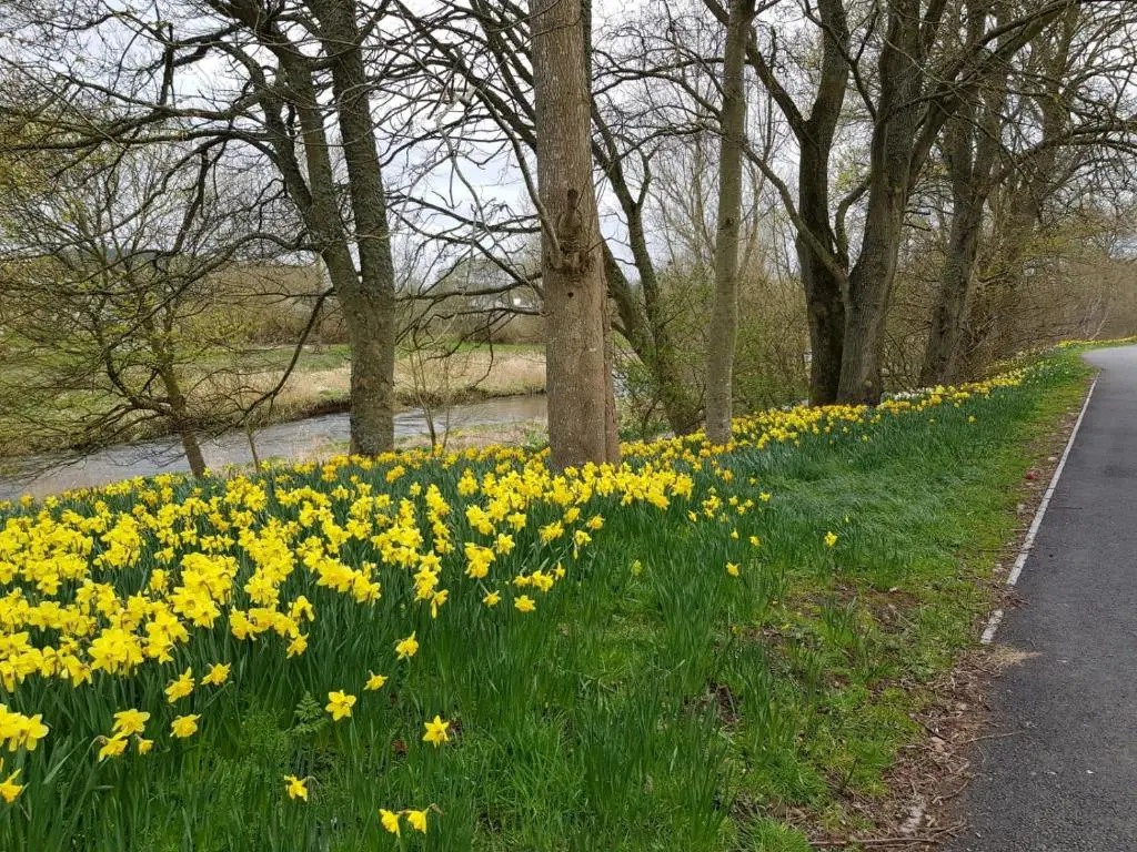 a field of daffodils on the side of a road at The Smiddy Suite in Ellon