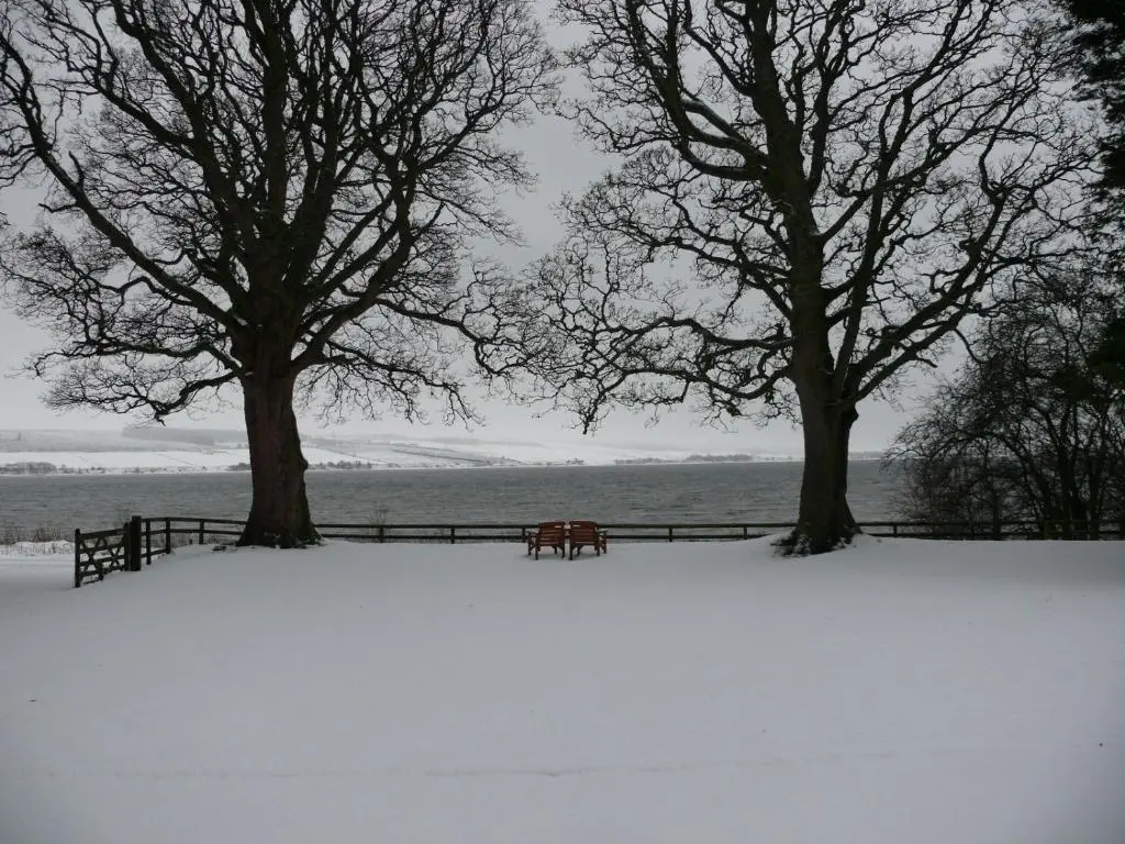 a horse standing in the snow next to two trees at Kiltearn Guest House in Evanton
