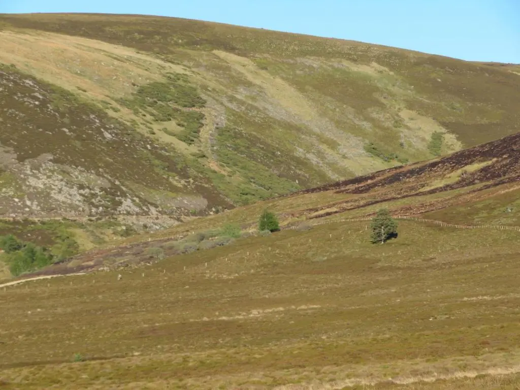 a grassy hill with two trees on it at Balvraid Lodge B&B in Inverness