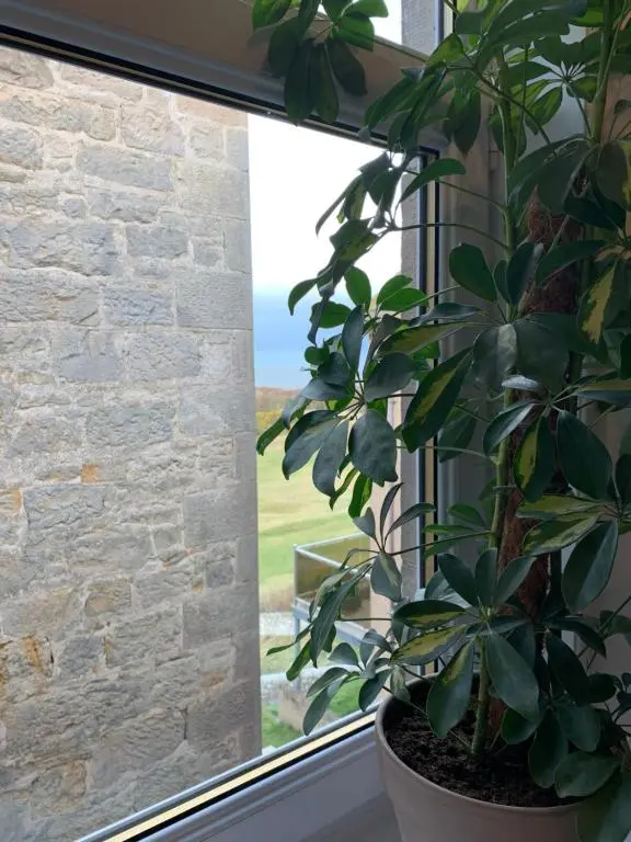 a plant in a window sill next to a brick wall at Cliffside in Lossiemouth