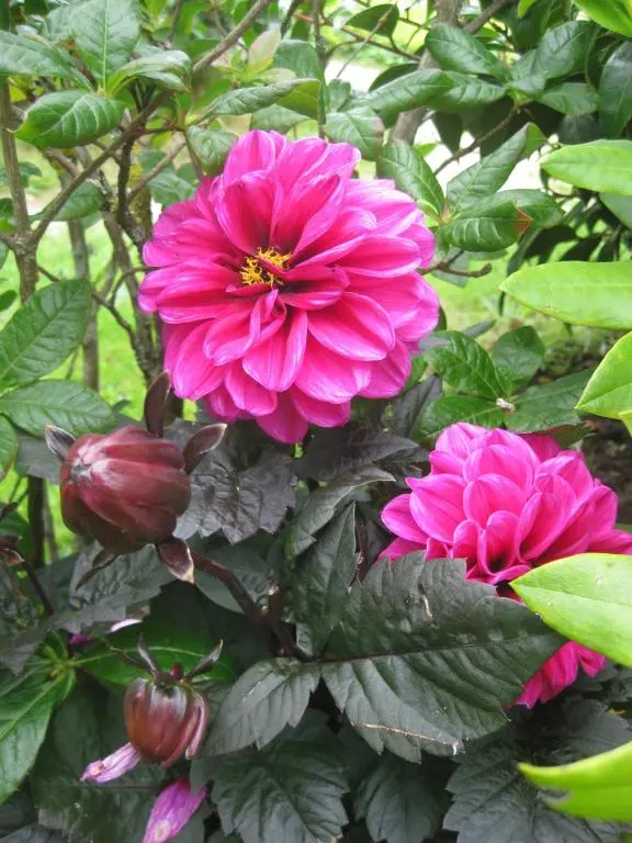 a pink flower on a bush with green leaves at Sunflower Bed & Breakfast in Findhorn