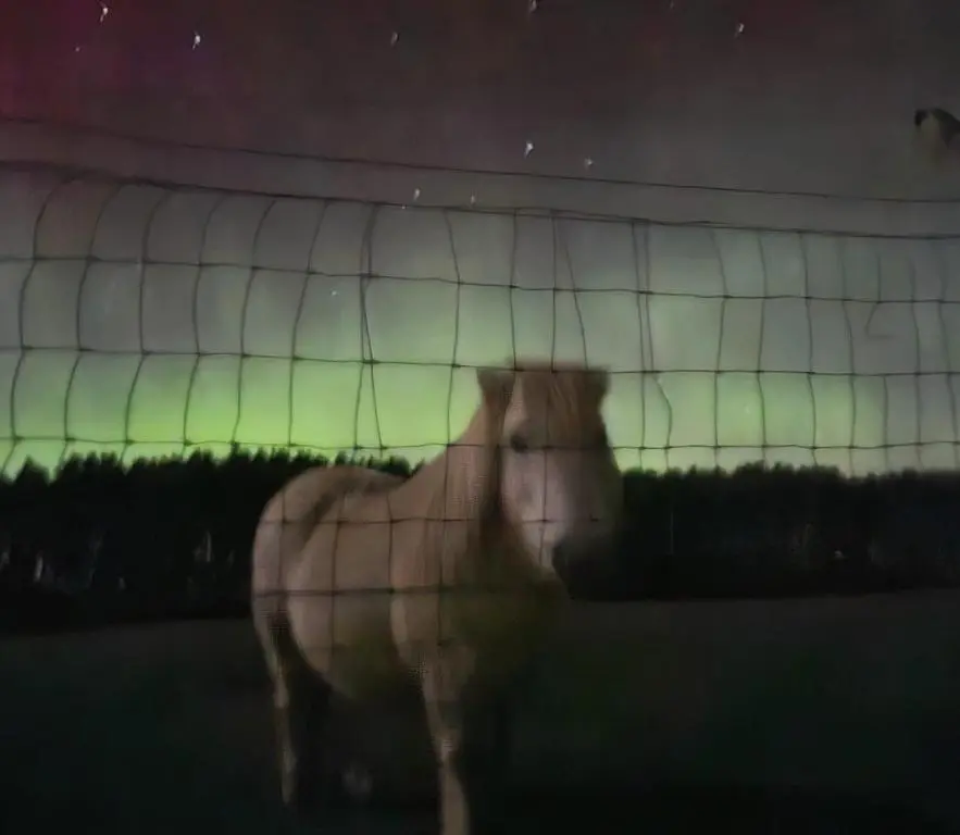 a horse standing behind a fence in a field at Delny Muir House in Invergordon