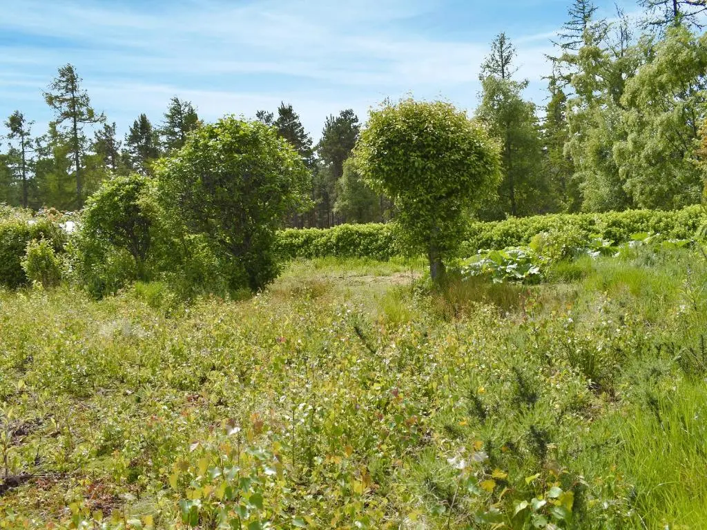 a field of grass with trees and bushes at Ben View in Orbliston