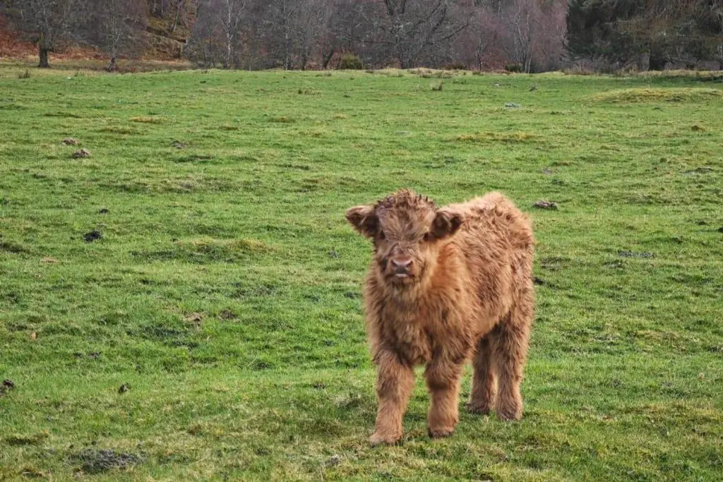 a brown calf standing in a field of grass at Juniper Hill Loch Achilty in Contin