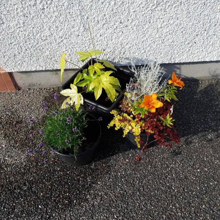 three pots of plants sitting next to a wall at Avalon in Inverness