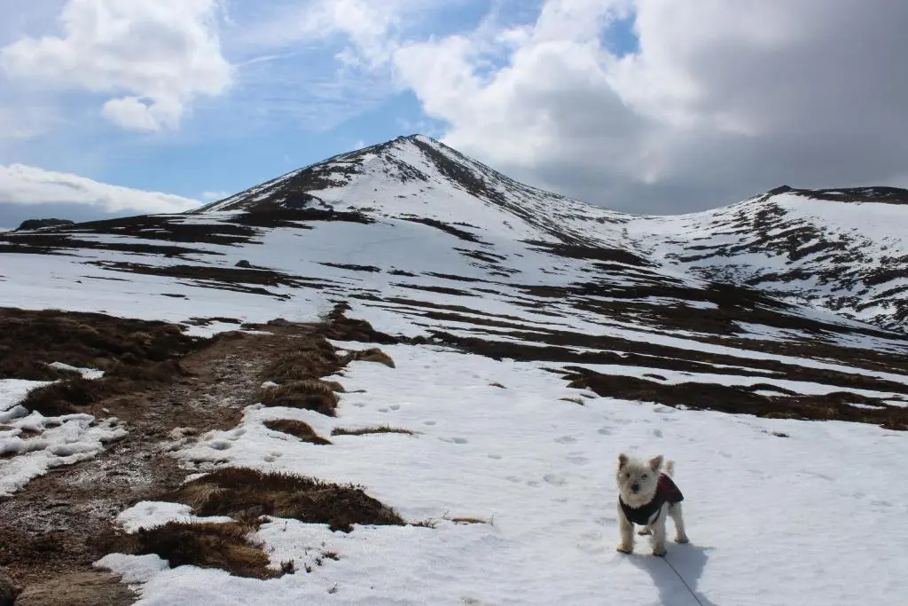 a dog standing in the snow in front of a mountain at Cairngorm Lodge Youth Hostel in Loch Morlich