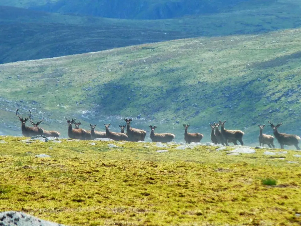 a herd of deer standing on a grassy hill at Braemar Youth Hostel in Braemar
