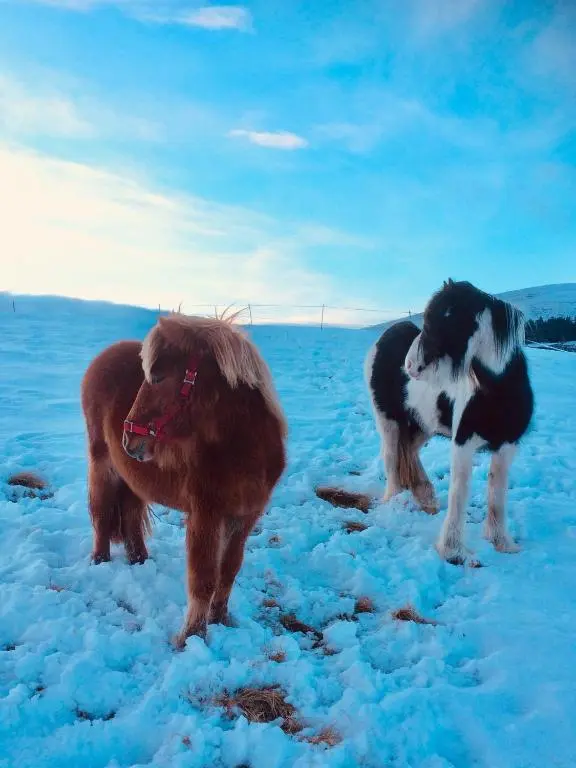 a group of three dogs standing in the snow at Lettoch Farm in Dufftown