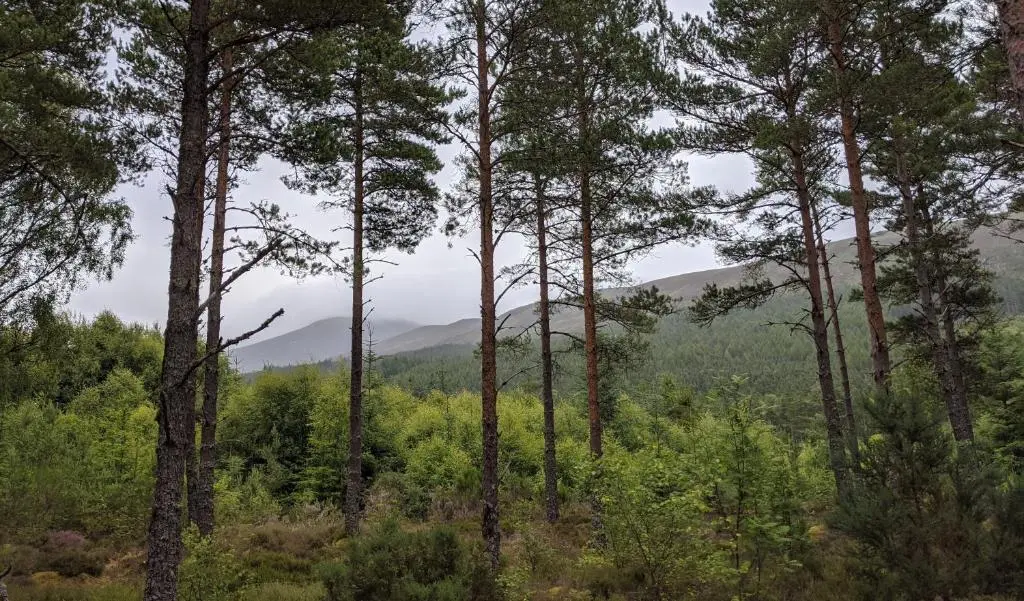 a forest of trees with mountains in the background at Stable Cottage, CrannachCottages in Garve